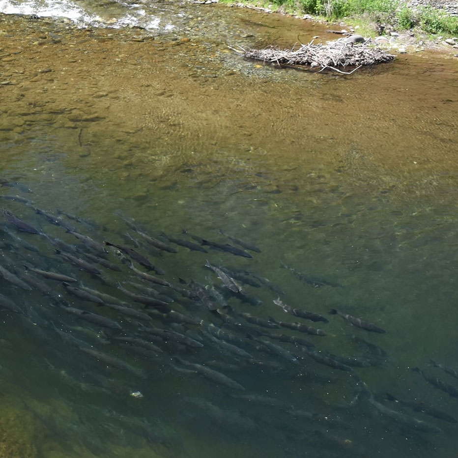 Salmon in Butte Creek pool
