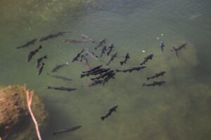 Butte Creek Salmon Pool