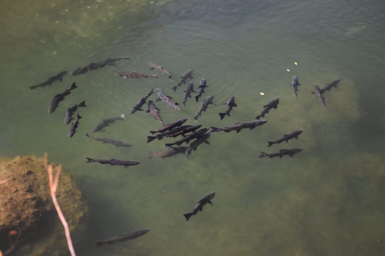 Butte Creek Salmon Pool
