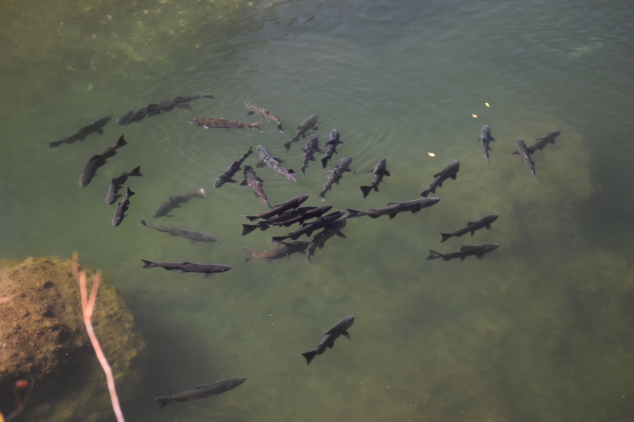 Butte Creek Salmon Pool