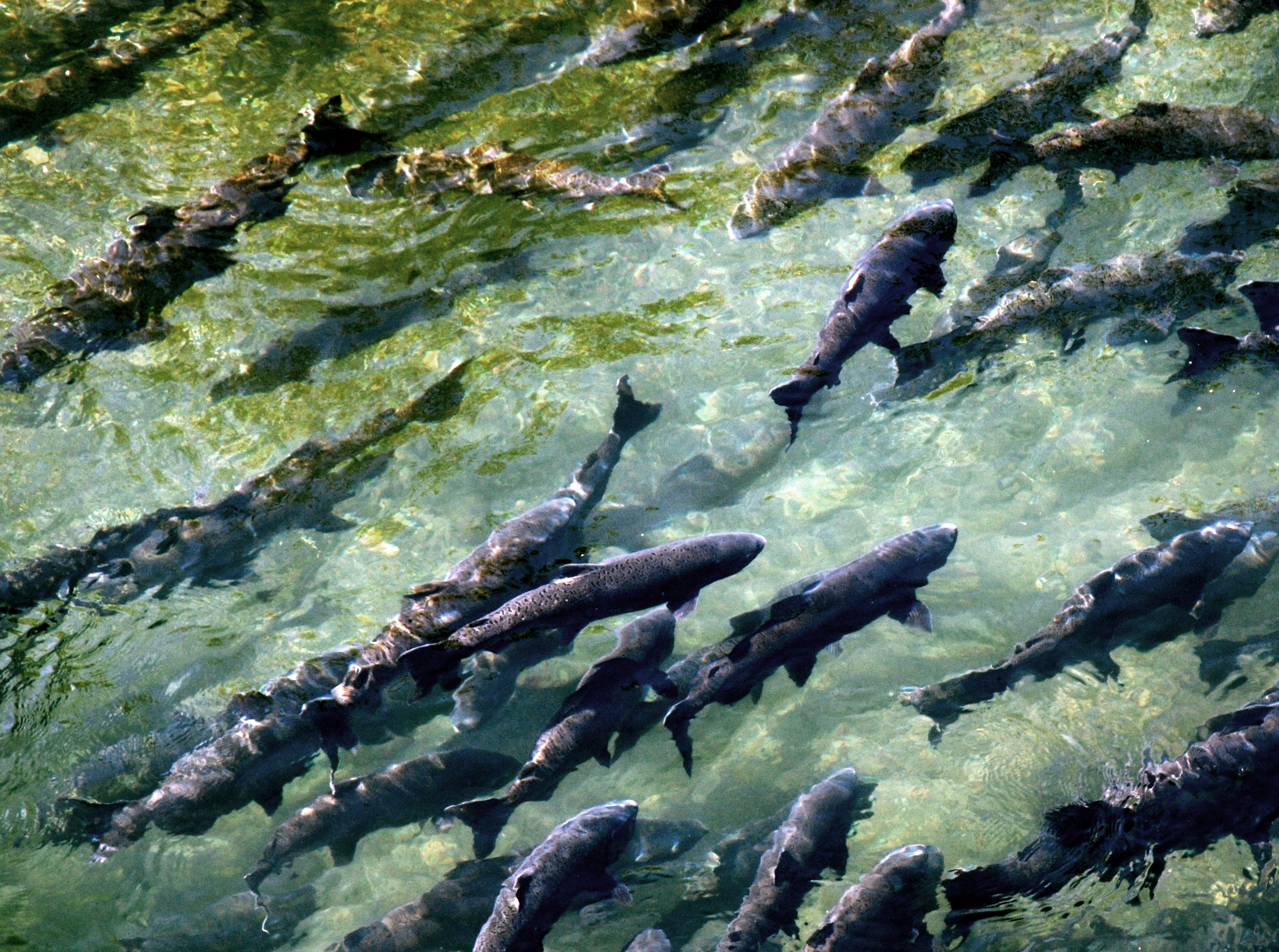 Spring Run Chinook Salmon Holding in Upper Butte Creek - Photo by Zeke Lunder