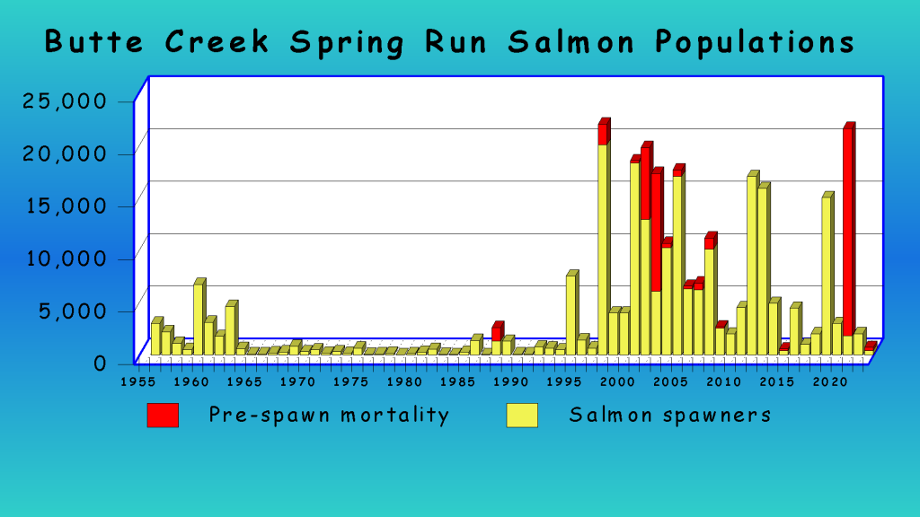 a bar chart showing salmon population counts from 1955 to 2024