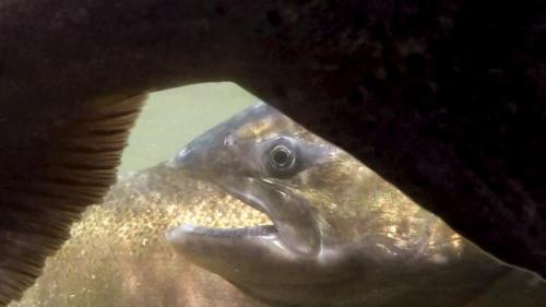 helltown-pool-salmon-underwater